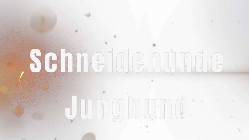 Lehrvideo: Schneidehunde - Junghund (digitaler Download)