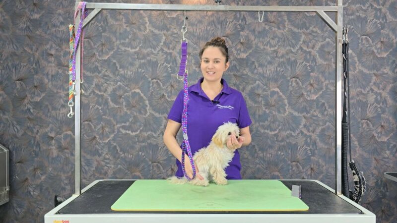 Lehrvideo: Schneidehunde - Junghund (digitaler Download) – Bild 2