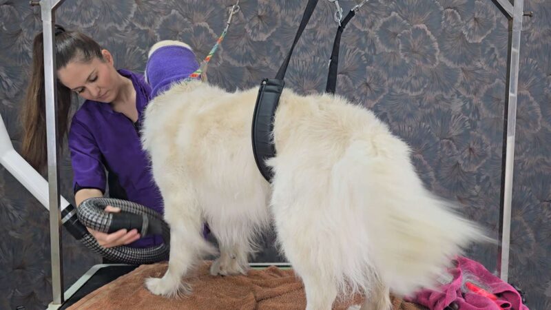 Lehrvideo: Unterwollhunde (digitaler Download) – Bild 3