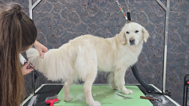 Lehrvideo: Unterwollhunde (digitaler Download) – Bild 7