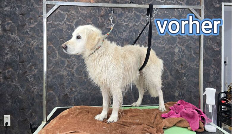 Lehrvideo: Unterwollhunde (digitaler Download) – Bild 4