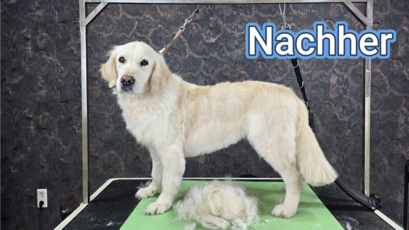 Lehrvideo: Unterwollhunde (digitaler Download) – Bild 5