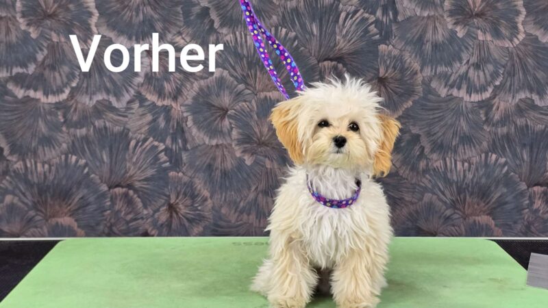 Lehrvideo: Schneidehunde - Junghund (digitaler Download) – Bild 5