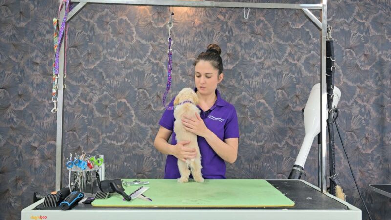 Lehrvideo: Schneidehunde - Junghund (digitaler Download) – Bild 6