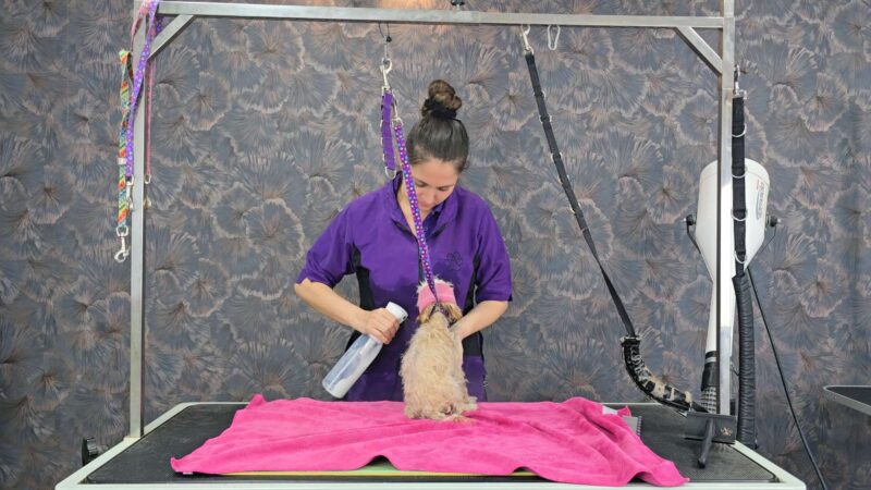 Lehrvideo: Schneidehunde - Junghund (digitaler Download) – Bild 7